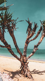 Driftwood on beach against sky