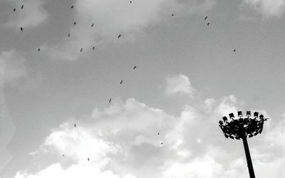 Low angle view of bird flying in sky