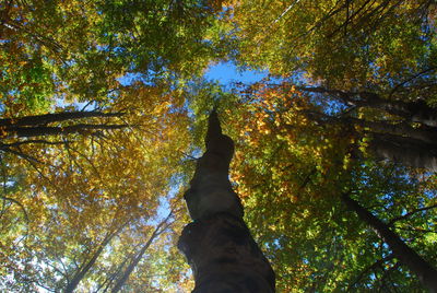 Low angle view of trees in forest during autumn