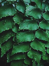 Full frame shot of raindrops on leaves