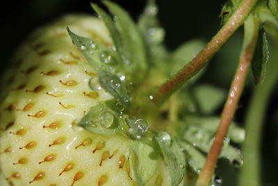 Close-up of wet plant