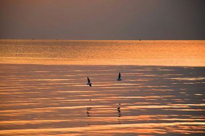 Silhouette birds flying over lake against sky during sunset