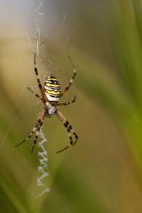 Close-up of spider on web