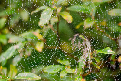 Close-up of water drops on spider web