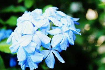 Close-up of white flowers blooming outdoors