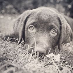 Close-up portrait of chocolate labrador relaxing on field