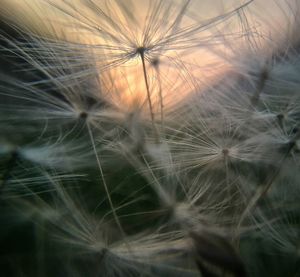 Close-up of dandelion