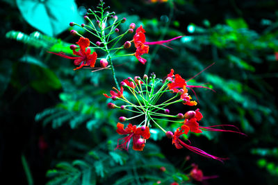 Close-up of red flowering plant