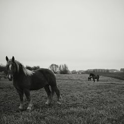 Horse grazing on field