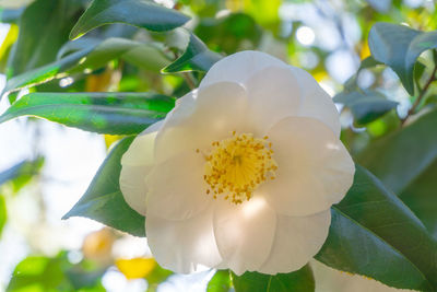 Close-up of white flowering plant