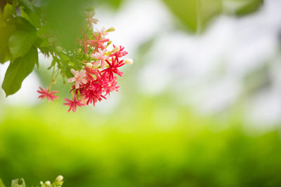 Close-up of red flowering plant