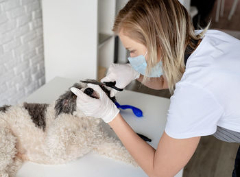 Young woman grooming dog at home