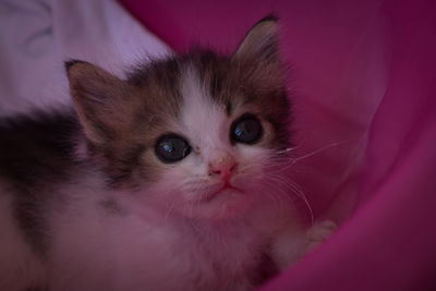 Close-up portrait of a cat