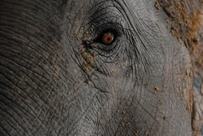 Close-up of elephant