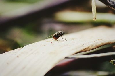 Close-up of insect on leaf