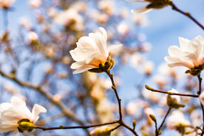 Close-up of white cherry blossom on tree