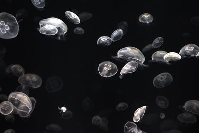 Close-up of jellyfish against black background