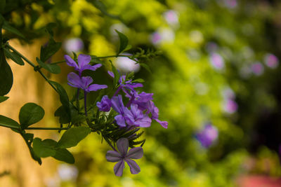 Close-up of purple flowering plant