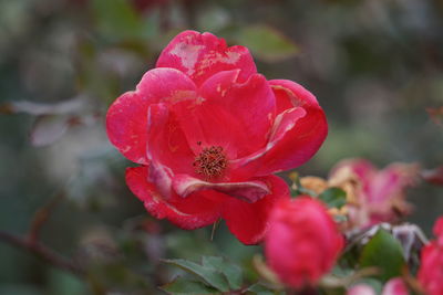 Close-up of pink flowers
