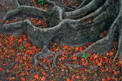 Close-up of a tree