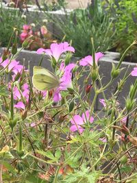 Close-up of purple flowering plants