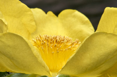 Close-up of yellow flowering plant