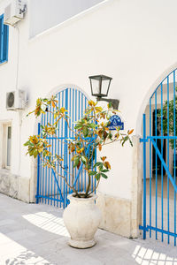 Potted plant against building