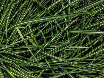 grass