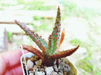 Close-up of hand holding cactus