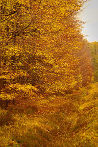 Trees growing in forest during autumn