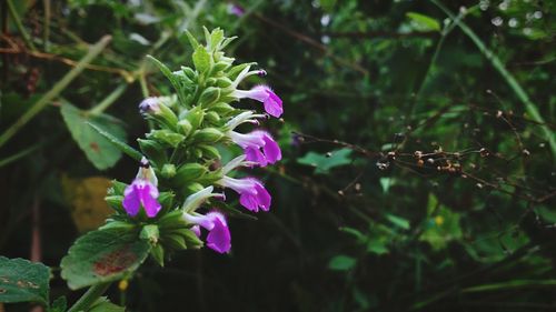 Close-up of purple flowers blooming outdoors