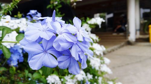 Close-up of purple flowers blooming outdoors