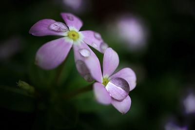 Close-up of purple flower