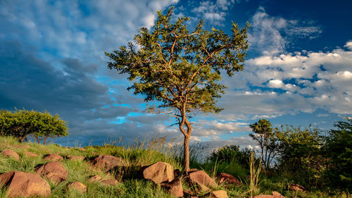 Trees on field against sky