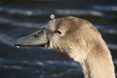 Close-up of swan