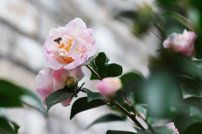 Close-up of pink cherry blossoms