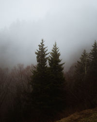 Pine trees in forest against sky