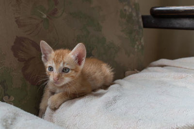 Portrait of kitten relaxing on bed