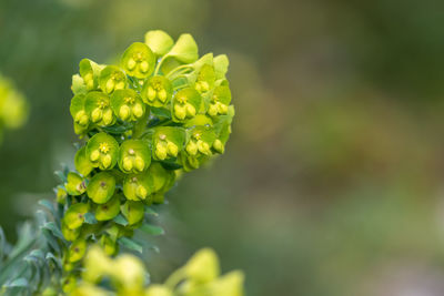 Euphorbia flowers in bloom