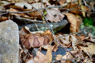 Northern copperhead basking 