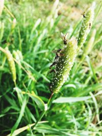 Close-up of insect on plant