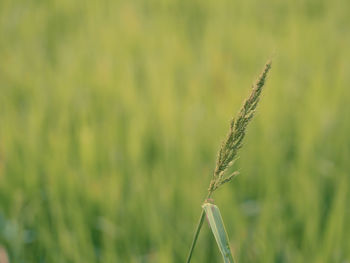 Close-up of stalks against blurred background