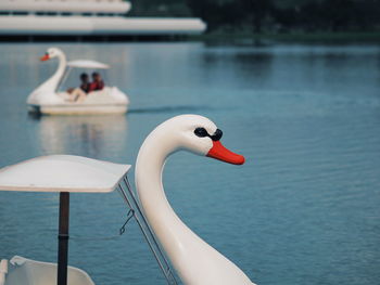 Close-up of swan in lake