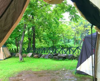 Trees growing in park