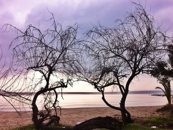 Bare trees against sky