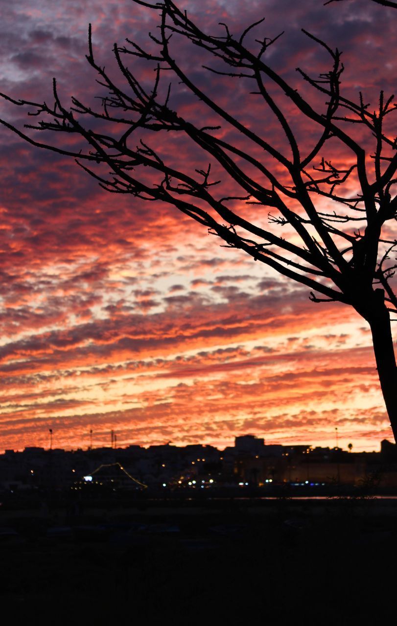 SILHOUETTE BARE TREE AGAINST ORANGE SKY