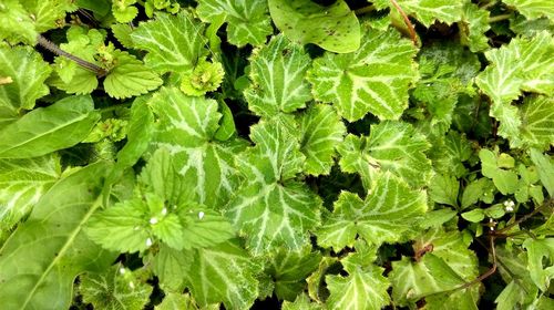 Full frame shot of green leaves