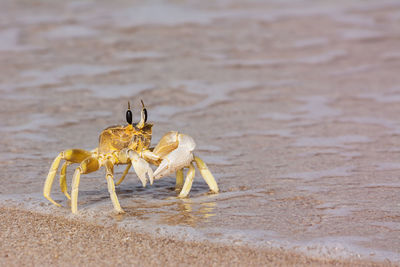 Close-up of insect on sand