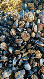 Full frame shot of mussel shells