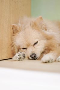 Close-up of a dog sleeping